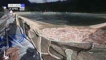 Deadly algae kill 4,200 tons of Chilean salmon
