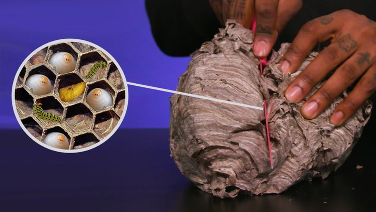 What's inside a wasp's nest?