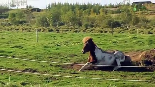 The Smallest Horse In The World | Horse Cartoon | Horse Dance | Horse Race