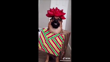 Most Famous German Shepherd Tiktok Compilation 2021 | Dogs Of Tiktok