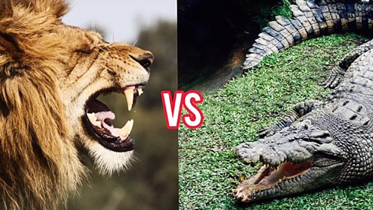 Lion Vs Crocodile