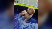 Best of Tucker Budzyn! Cute and Funny Golden Retriever Puppy videos!