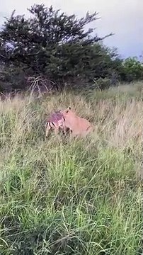 Le lion, un chasseur très rapide