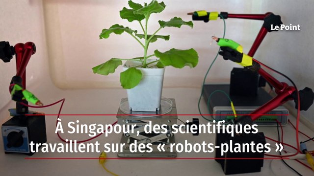 À Singapour, des scientifiques travaillent sur des « robots-plantes »