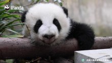 谁能拒绝这张“微笑脸”？