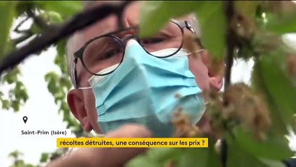 Gel des récoltes : vers une hausse des prix des produits ?