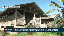 Raup Untung dari Perahan Susu Kambing Etawa