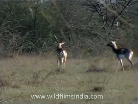 Peeing and nervous Blackbuck or Kala hiran antelope pair in Zizyphus grassland