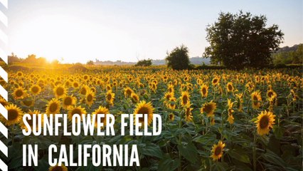 Sunflower Field in California