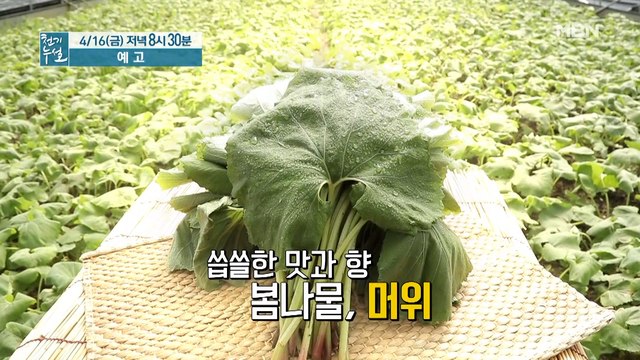 혈관 갉아먹는 혈당! 머위로 잡아라