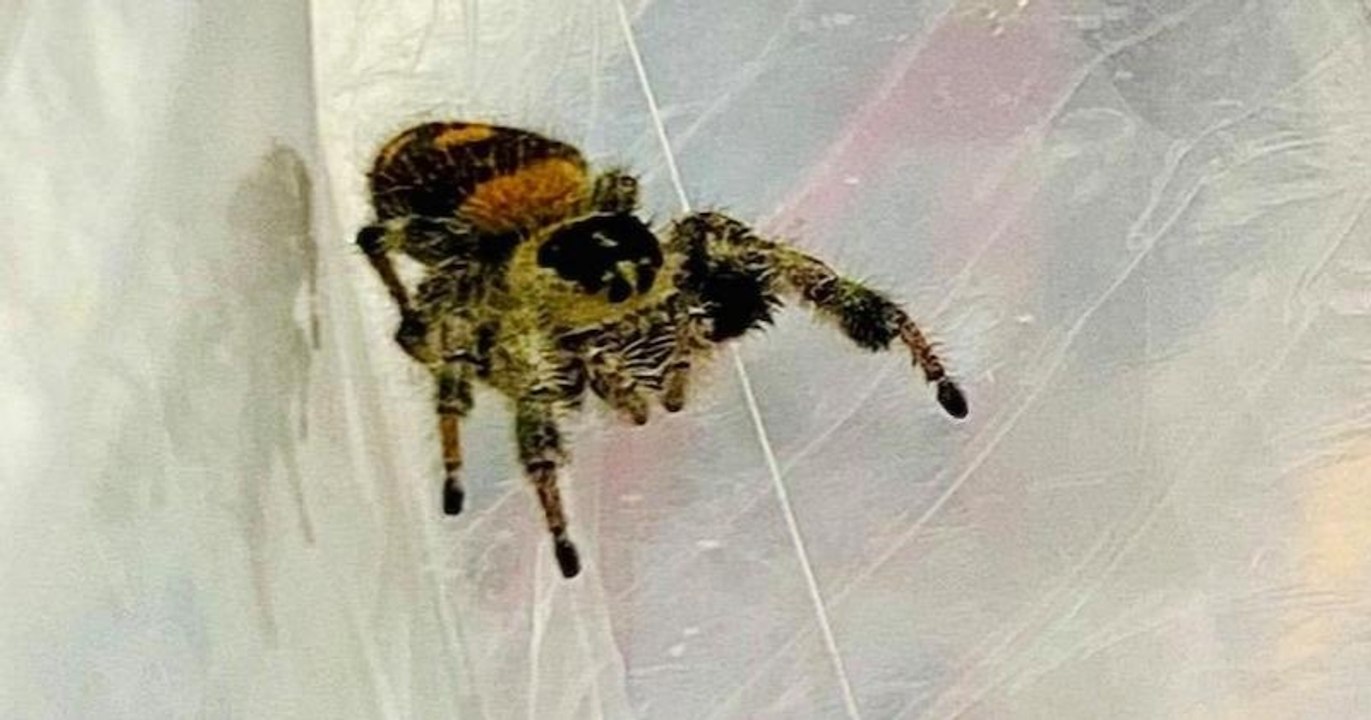 Douai : un homme découvre une araignée exotique dans un ananas acheté en grande surface