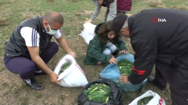 Muş’ta baharın müjdecisi “Çiriş” otu geçim kaynağı oldu