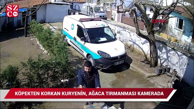 Köpekten korkan kurye ağaca tırmandı
