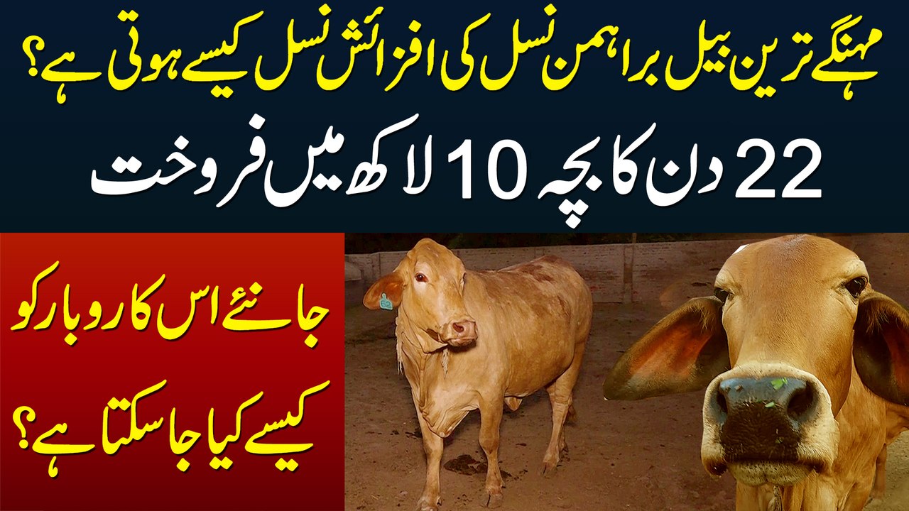 Brahman Cow Ki Breeding Kese Hoti Hai? Kitna Milk Deti Hai Aur Kitne Me Sale Hoti Hai?