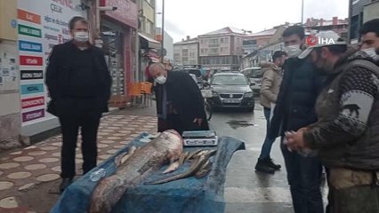 Kendi boyundan uzun balık yakaladı