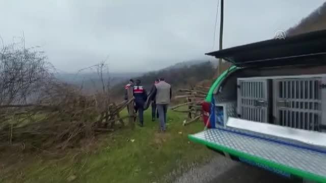 Son dakika haberi | KASTAMONU - Jandarma ekipleri çaya düşen karacayı kurtardı