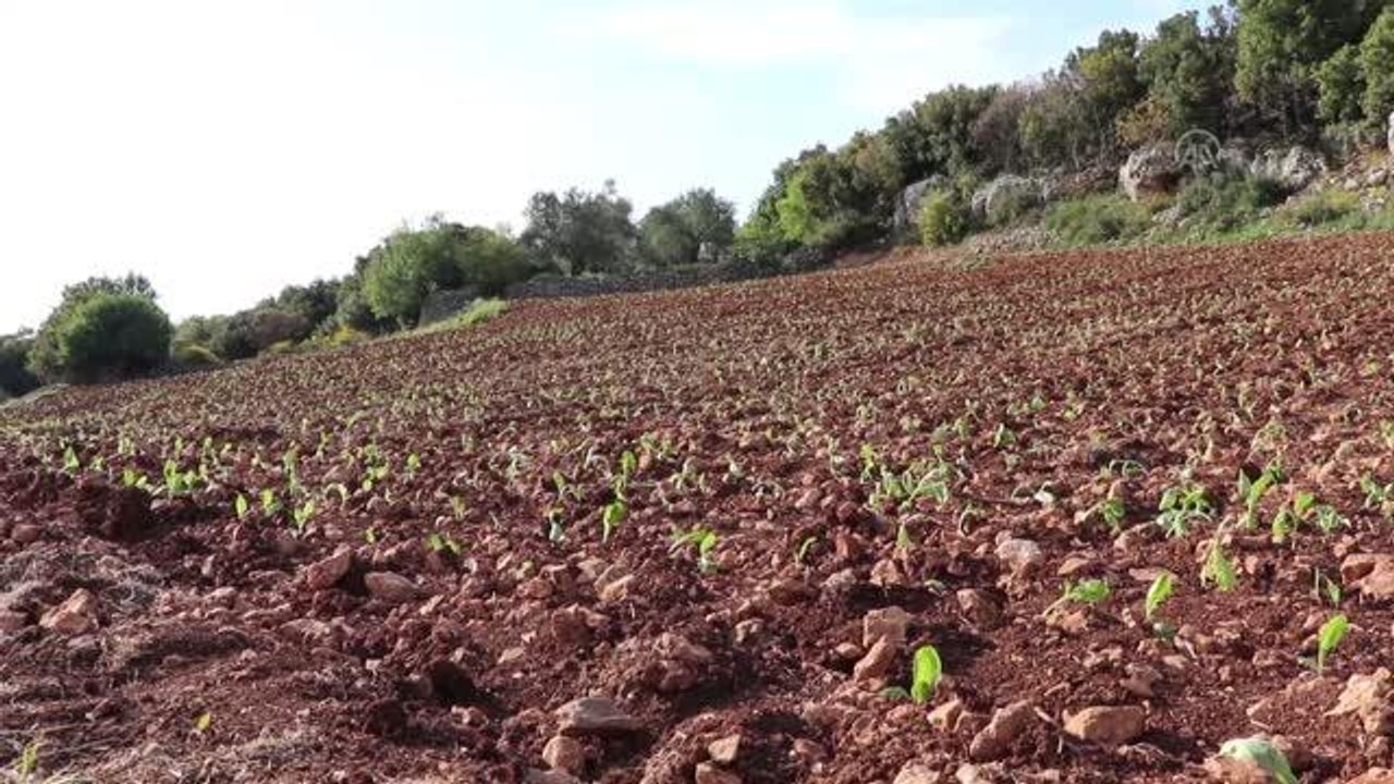 Çiftçiler tütün ekimine başladı