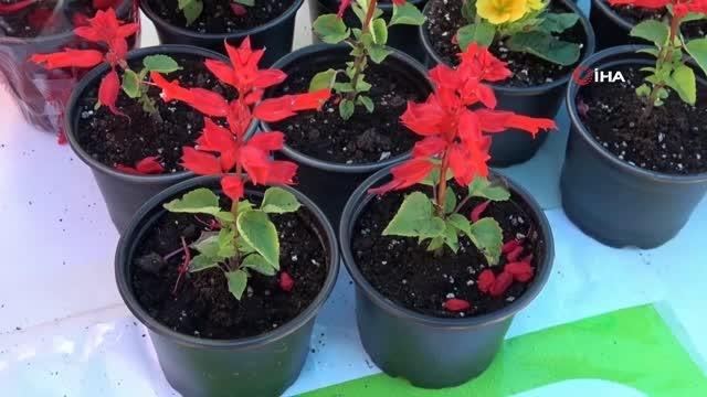 Yetiştirdikleri çiçekler öğrencilerin bütçesine katkı sağlayacak