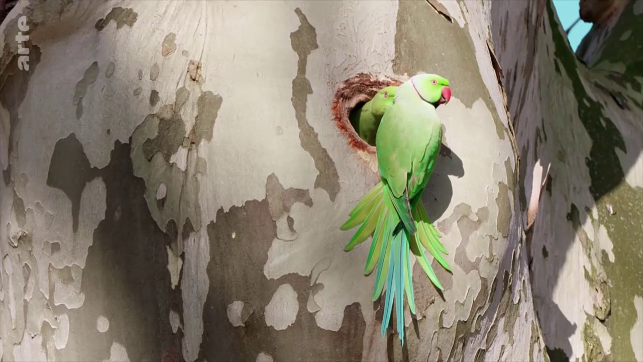 Ces animaux venus d'ailleurs. La perruche à collier se parfume à l'eau de Cologne. Psittacula krameri