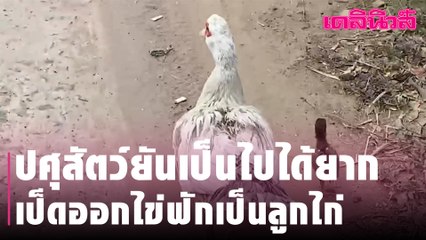 ปศุสัตว์ยันเป็นไปได้ยาก เป็ดออกไข่ฟักเป็นลูกไก่ | Dailynews
