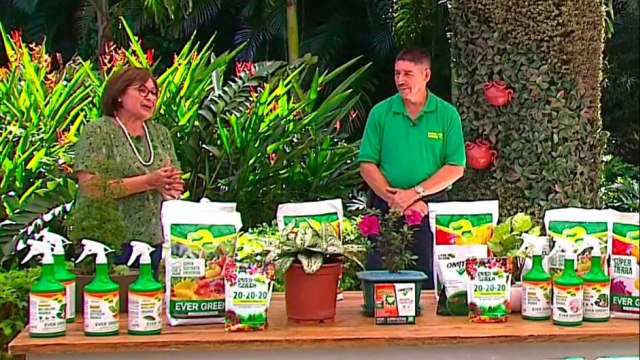 bd-fortalezca-sus-plantas-para-evitar-ataques-de-plagas-y-enfermedades-120421