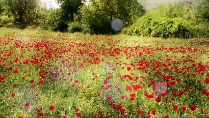 Dursun Ali Erzincanlı'dan Afrin şehitlerine şiir