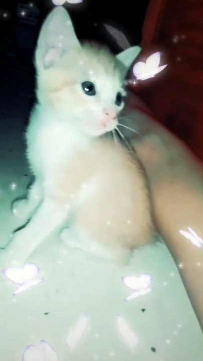 my pets