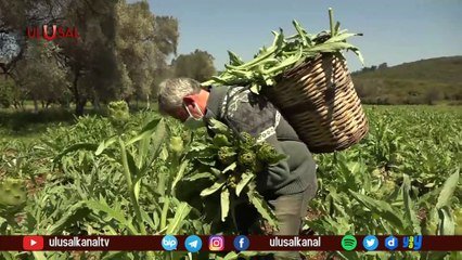 Urla'da Uluslararası Enginar Festivali başladı