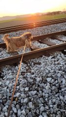 Dog jumping on rails
