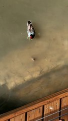 Snake Chases a Water Hen