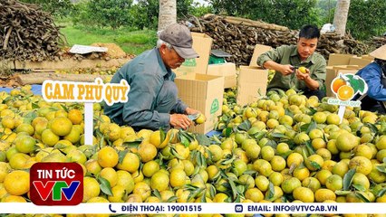 Nông dân Nghệ An bán được 72 Tấn Cam sau 1 buổi Livestream  Tin tức 24h mới nhất