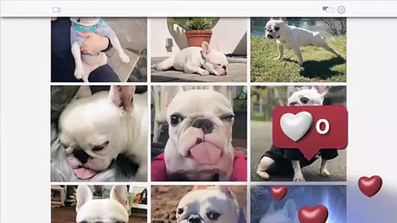 Pet Stars Trailer