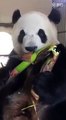 Mukbang,Panda Eating Bamboo (Asmr)