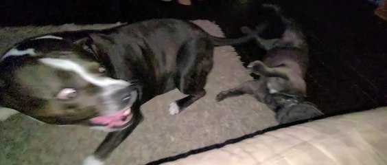 BIG pitbull drops to floor to play, to be as tall as little frenchie
