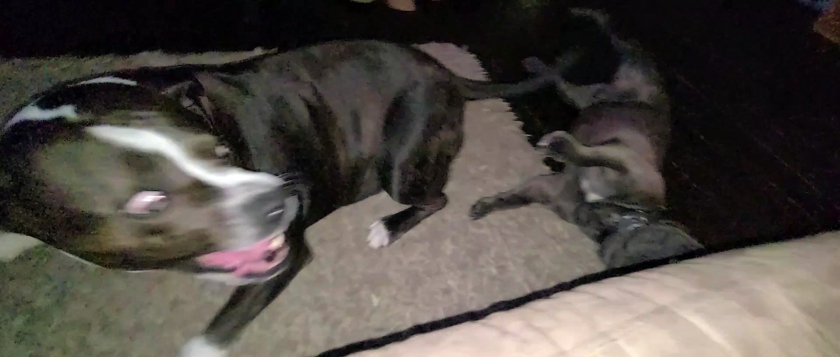 BIG pitbull drops to floor to play, to be as tall as little frenchie