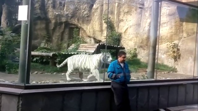 Zoo animals attacks on Visitors | Wild animals attacks on Visitors | funny videos 2021