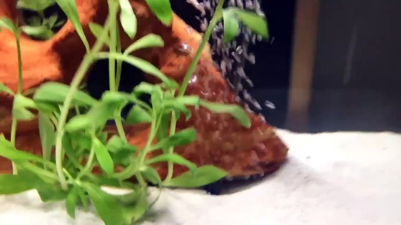 Stephen A Smith "We Have Been Hoodwinked Bamboozled" video Dailymotion