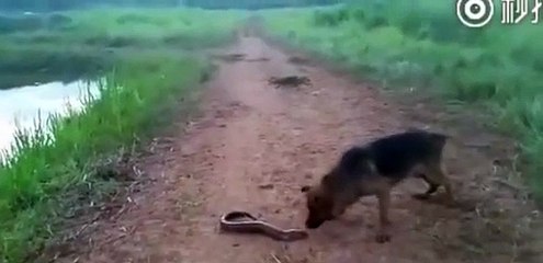 Elektrikli yılan balığını ısıran köpeğin sonu şaşırttı