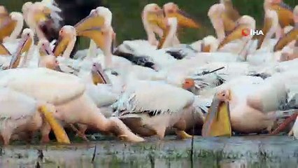 Bursa'da görüntülenen Ak pelikanların görüntüsü mest etti