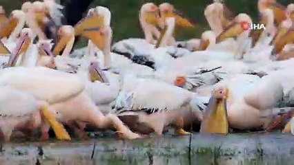 Ak pelikanların göçü bu yıl da görüntülendi