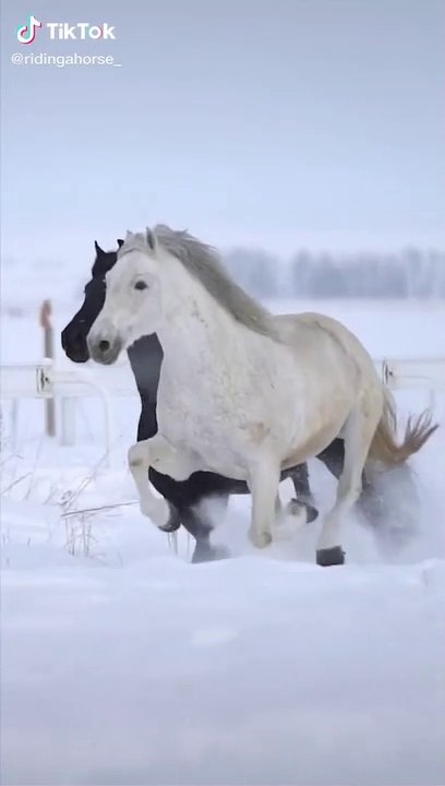 Beautiful unicorn