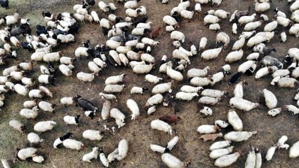 Kuzuların anneleriyle buluşması renkli görüntüler oluşturuyor
