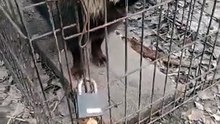 Кружочек и кошка