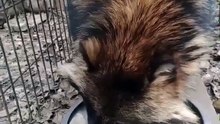 Кружочек и жадность