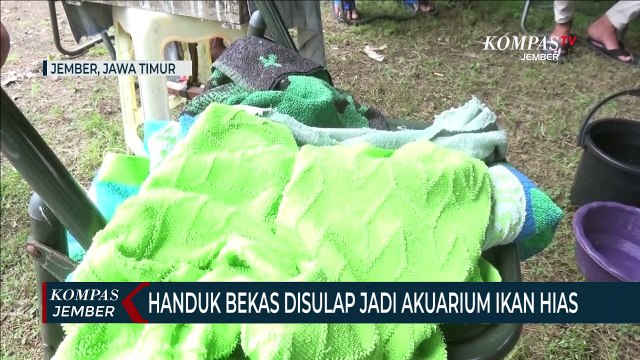 Handuk Bekas Disulap Jadi Akuarium Ikan Hias