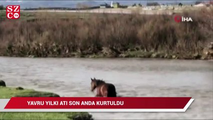 Akıntıda sürüklenen yavru yılkı atı son anda kurtuldu