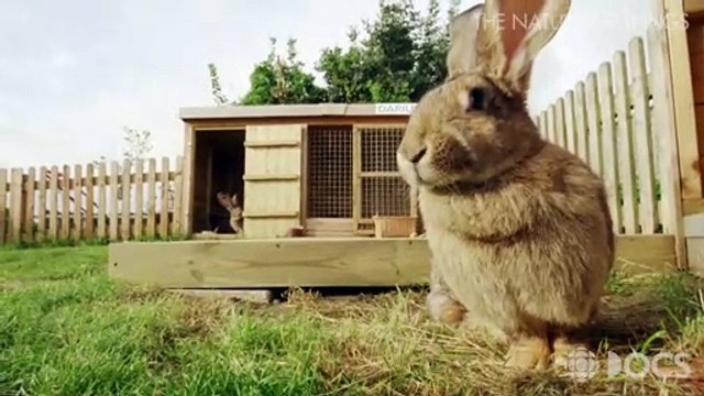 Reportage sur le plus grand lapin du monde répertorié par le livre Guinness des records - VIDEO