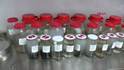 Karadeniz'de 'mikroplastik' kirliliği