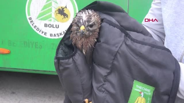 BOLU OTOBÜS ŞOFÖRÜ YOLDA BULDUĞU YARALI ŞAHİNE SAHİP ÇIKTI
