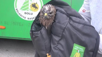 Otobüs şoförü yol kenarında yaralı bulduğu şahini ölümden kurtardı